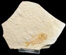 Nice Armigatus Fossil Fish - Lebanon #11495-1